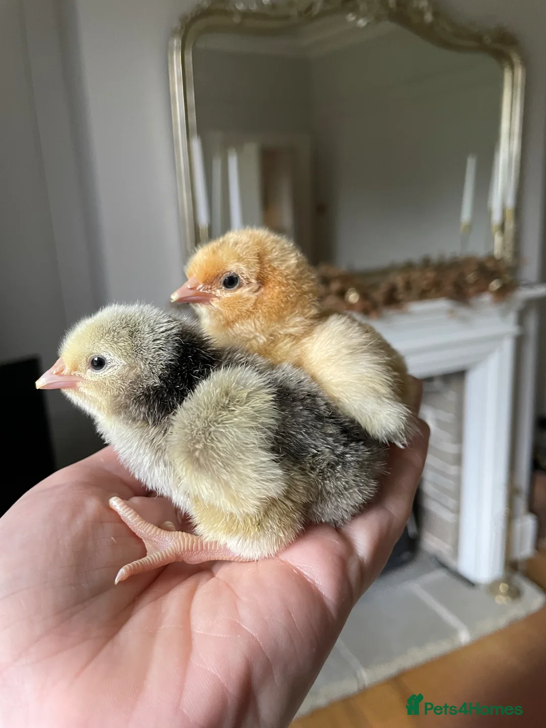 Chickens poultry for sale: 🩶🧡DAY OLD ORPINGTONS🧡🩶 - Advert 1