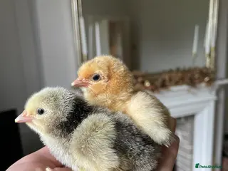 Chickens poultry 🩶🧡DAY OLD ORPINGTONS🧡🩶 - Advert 1