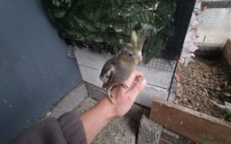 Cockatiels birds for sale: 1x 8 week old cockatiel £85  - Image 15
