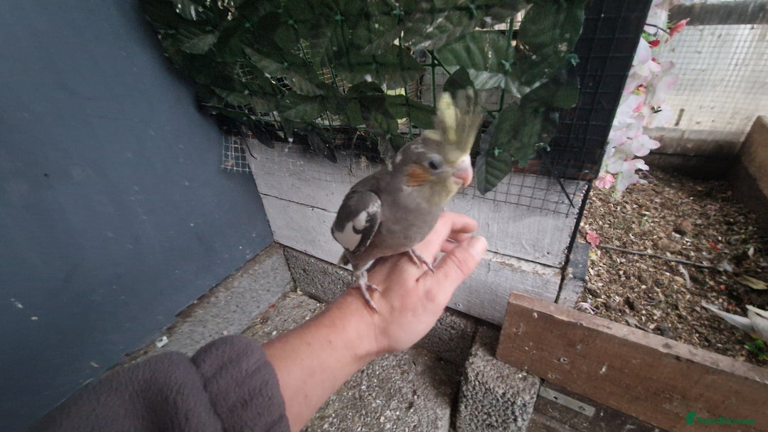 Cockatiels birds for sale: 1x 8 week old cockatiel £85  - Image 15