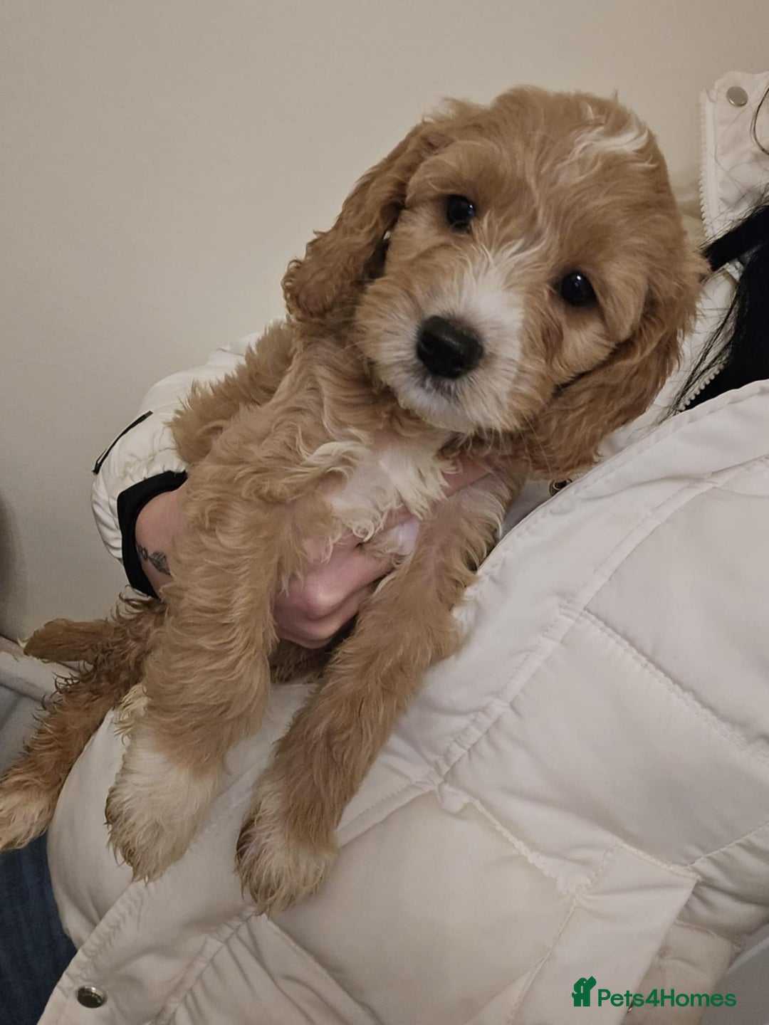 Goldendoodle dogs for sale: Goldendoodle - Advert 7