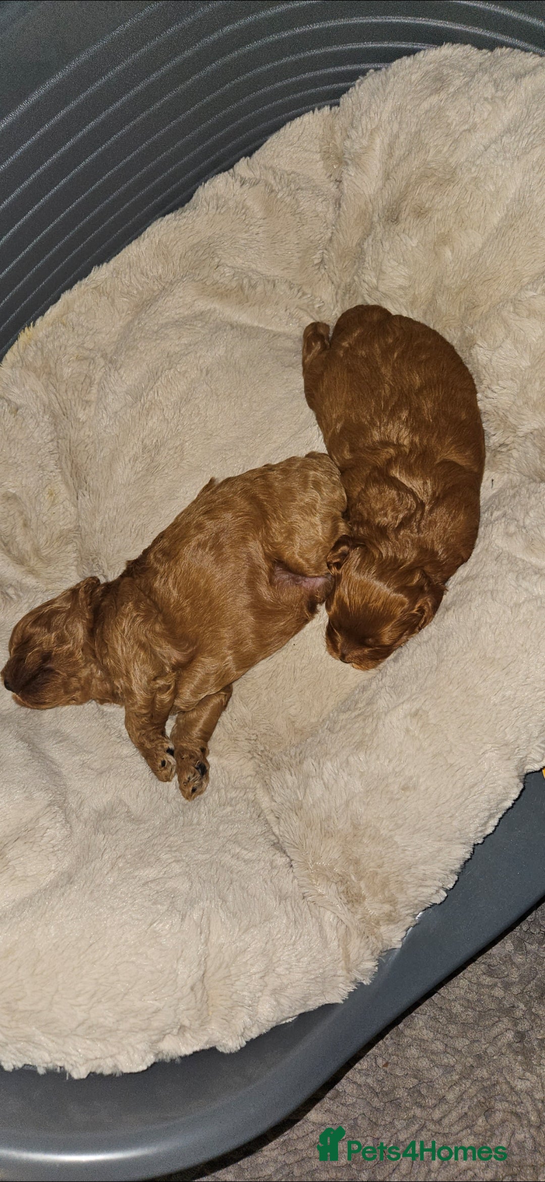 Cavapoo dogs for sale: GORGEOUS CAVAPOO MALE LOOKING FOR LOVING HOME X - Advert 6