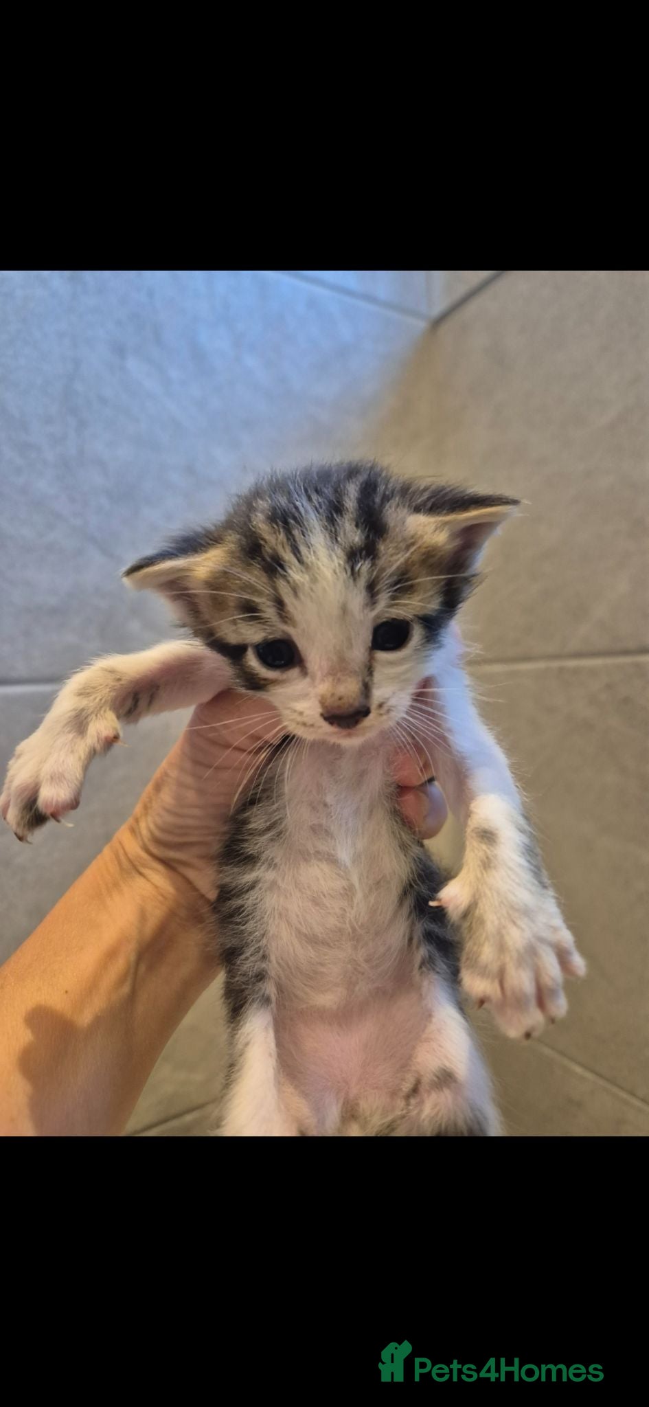 Mixed Breed cats Bengal Cross Kittens - Advert 3