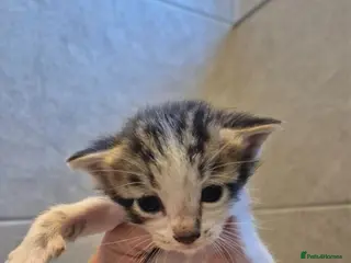 Mixed Breed cats Bengal Cross Kittens - Advert 3