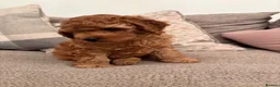 Cavapoo dogs for sale: Cavapoo puppies  - Advert 5