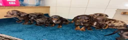 Dachshund dogs for sale: Miniature dachshund - Advert 35