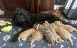 Cockapoo dogs for sale: Cockapoo Lovley Puppies  - Image 4