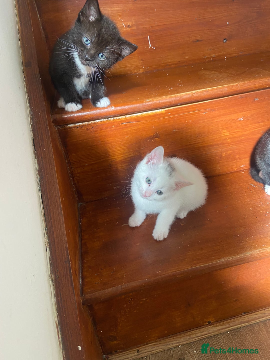 Mixed Breed cats for sale: Kittens  - Image 4