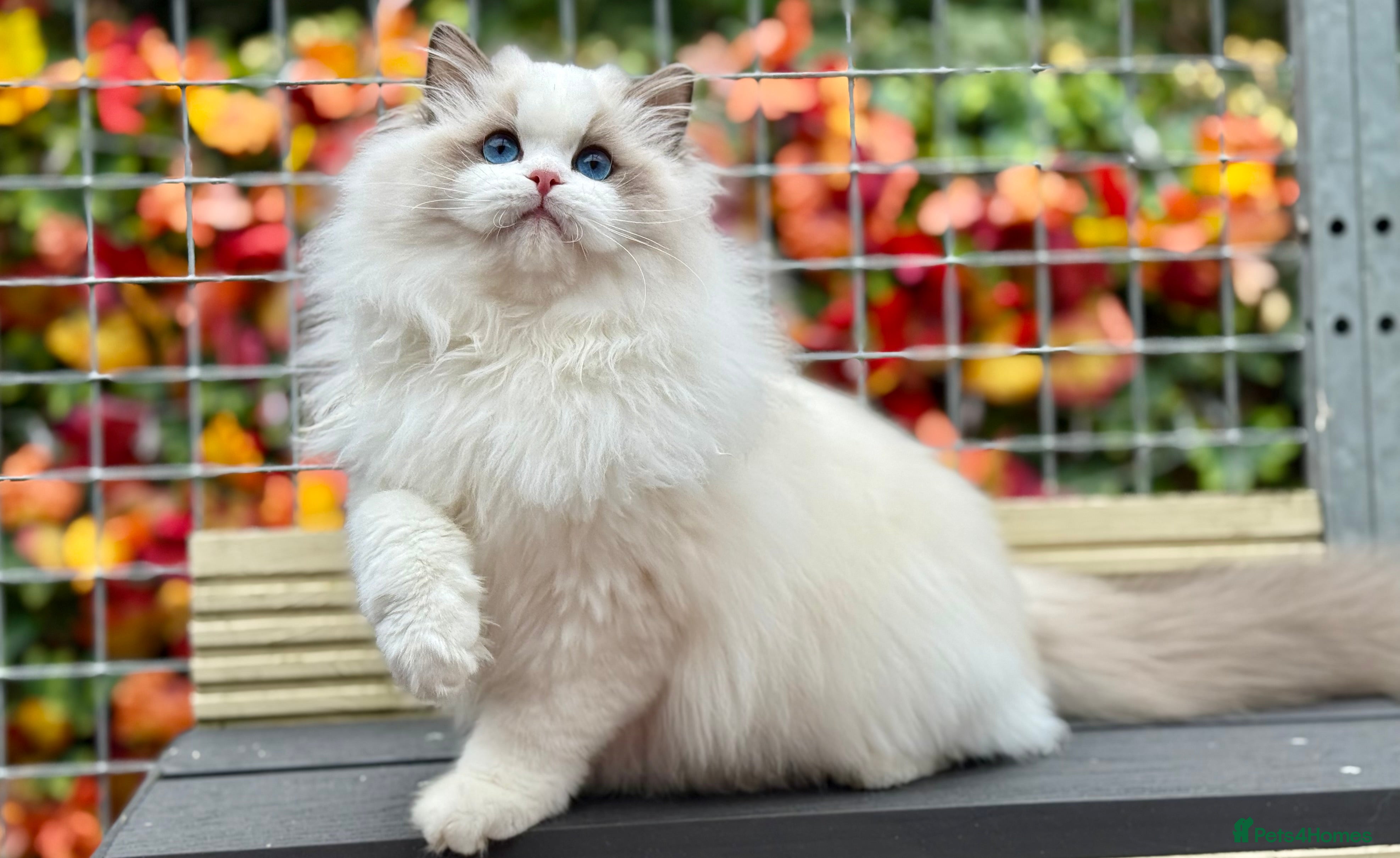 Ragdoll cats ACTIVE BOY or neutered pet  - Advert 4