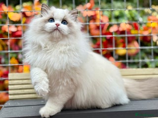 Ragdoll cats ACTIVE BOY or neutered pet - Advert 4