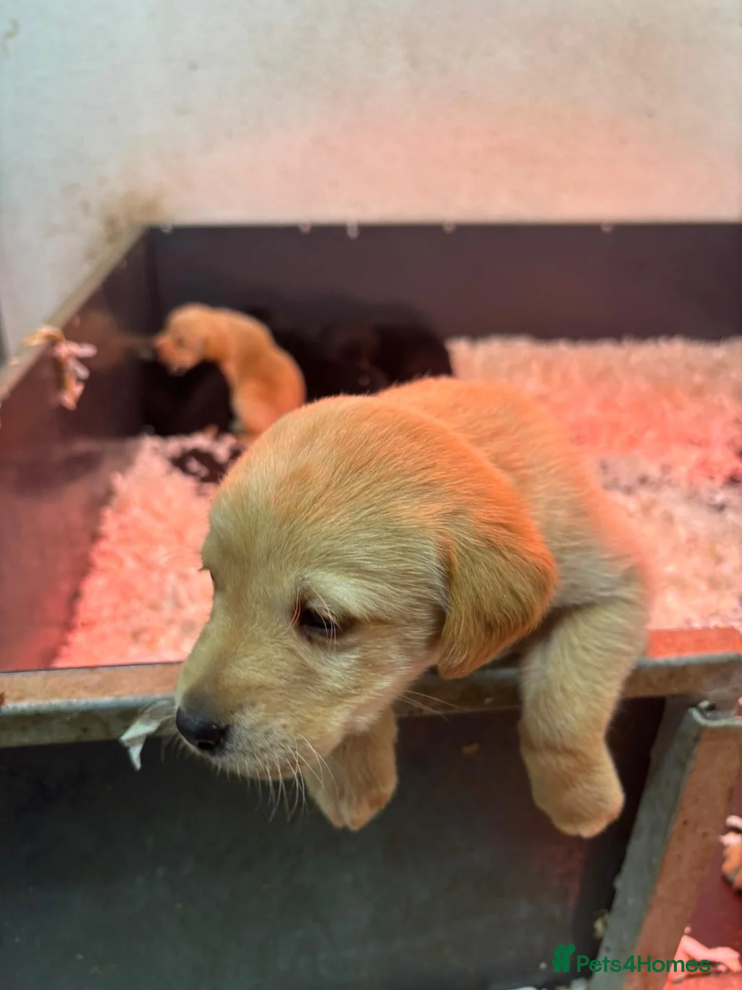 Labrador Retriever dogs for sale: Working Labrador puppies for sale, south Wales’s  - Advert 6