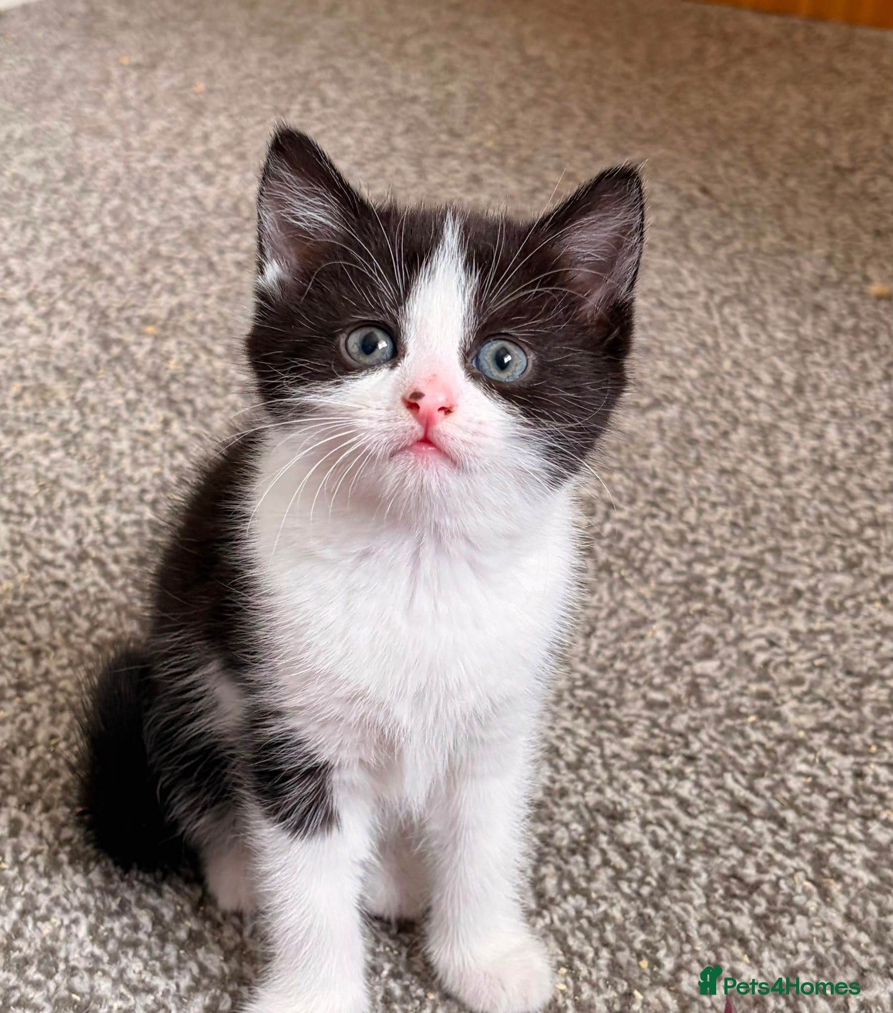 Mixed Breed cats 2 stunning black and white Kittens left - Advert 16