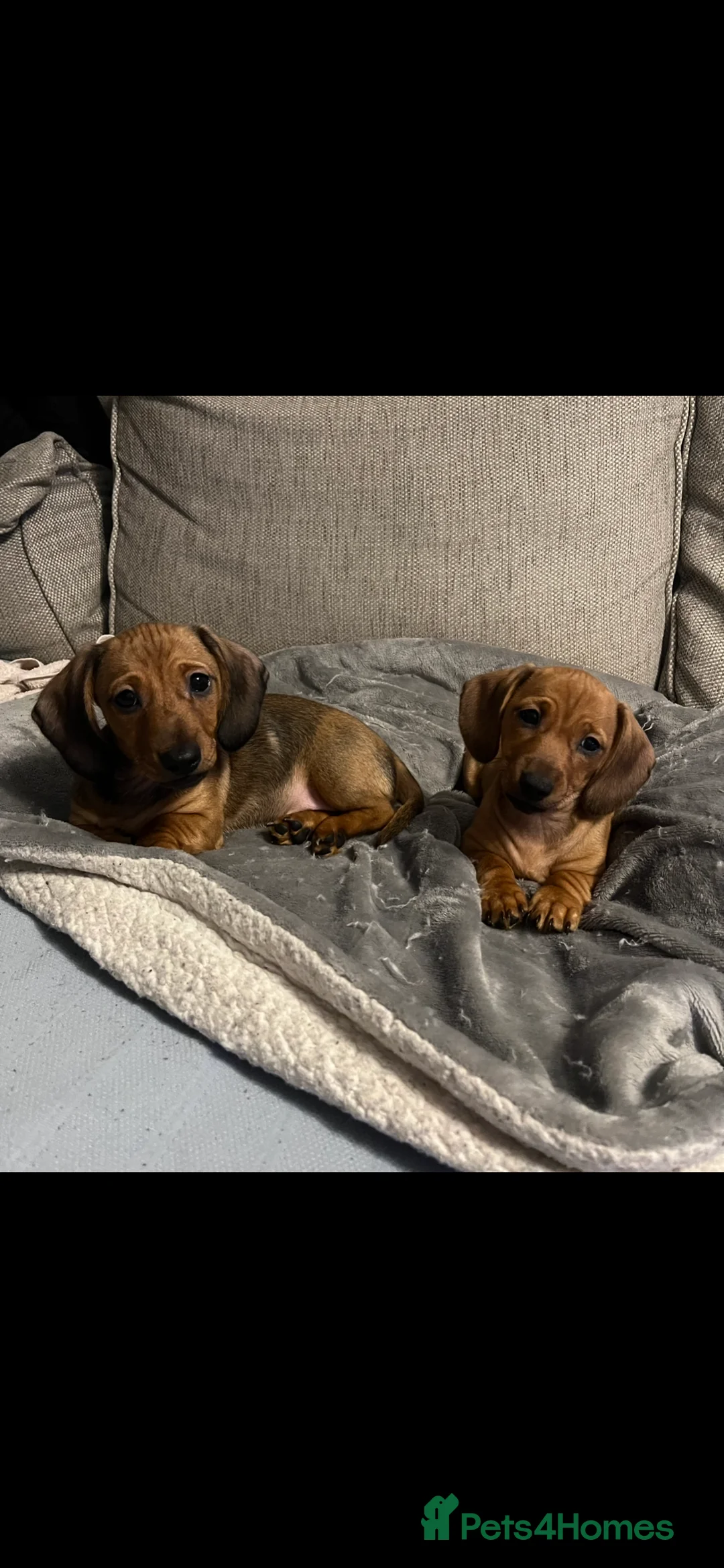 Dachshund dogs for sale: Red dachshund puppies  - Advert 2