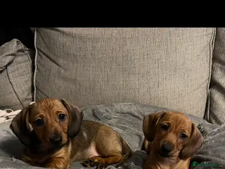 Dachshund dogs Red shaded dachshund puppies - Advert 1