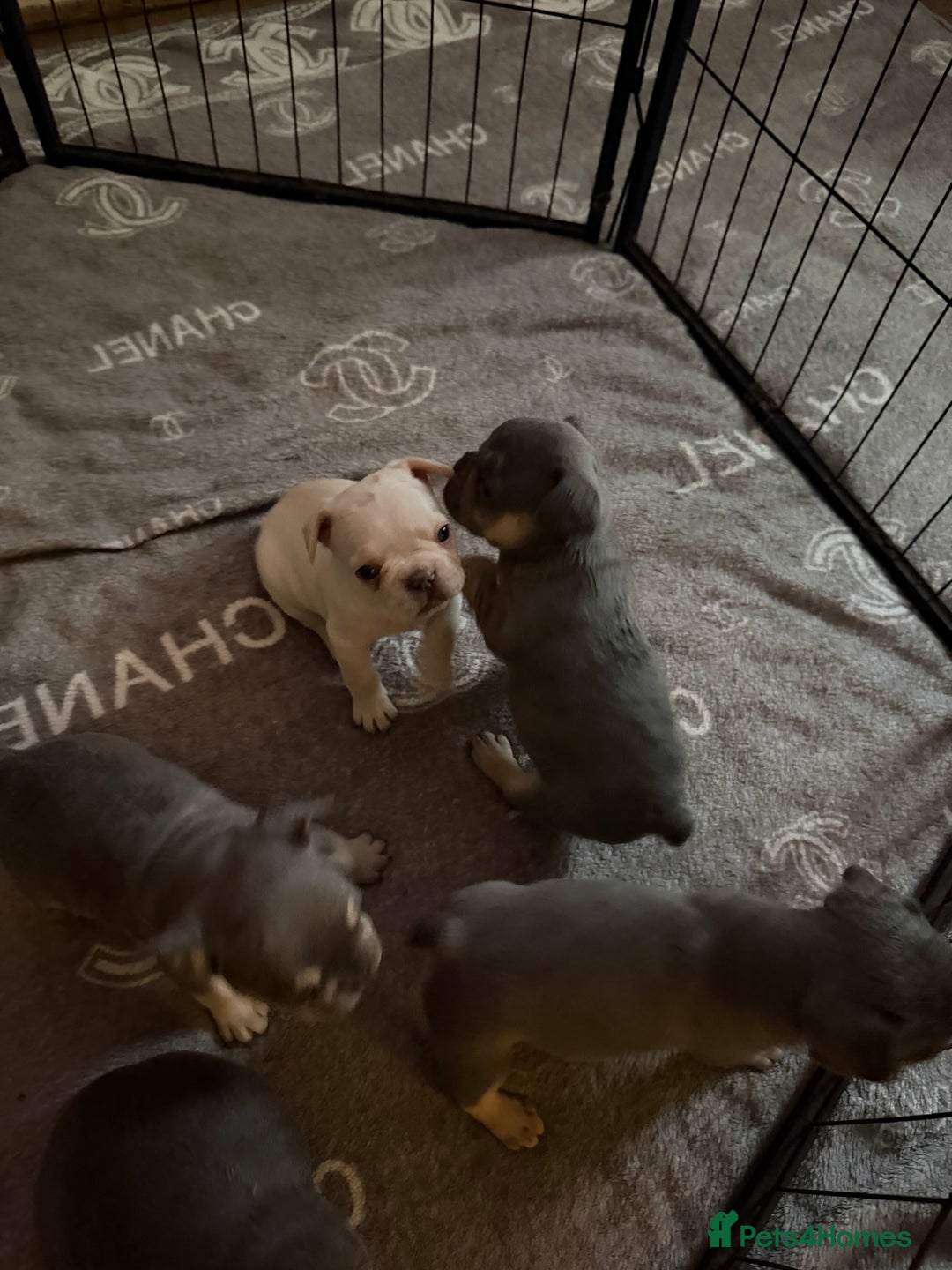 French Bulldog dogs for sale: French bulldogs  - Advert 5