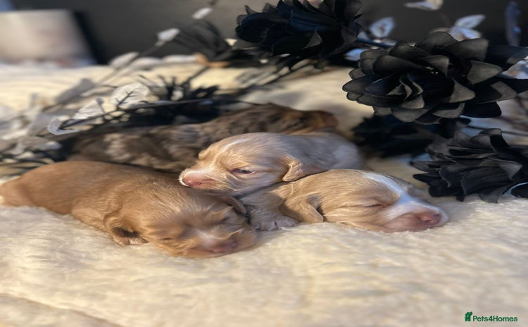 Cockapoo dogs - Advert 1
