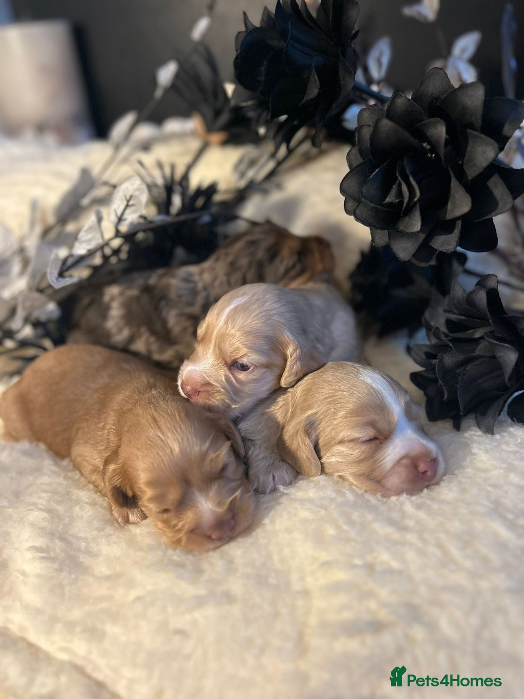 Cockapoo dogs for sale: Merle cockapoo  - Image 1