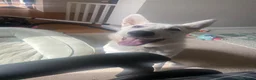 German Shepherd dogs for sale: 6month old White German Shepherd for sale in Swindon - Advert 2