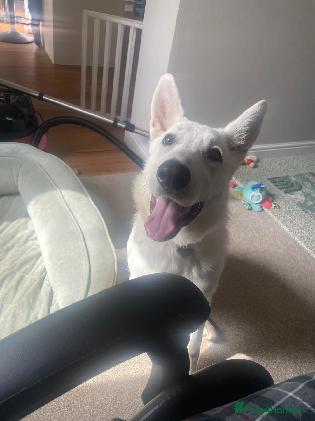 German Shepherd dogs for sale: 6month old White German Shepherd for sale in Swindon - Advert 2