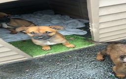 German Shepherd dogs for sale: Belgian Malinois  - Image 9