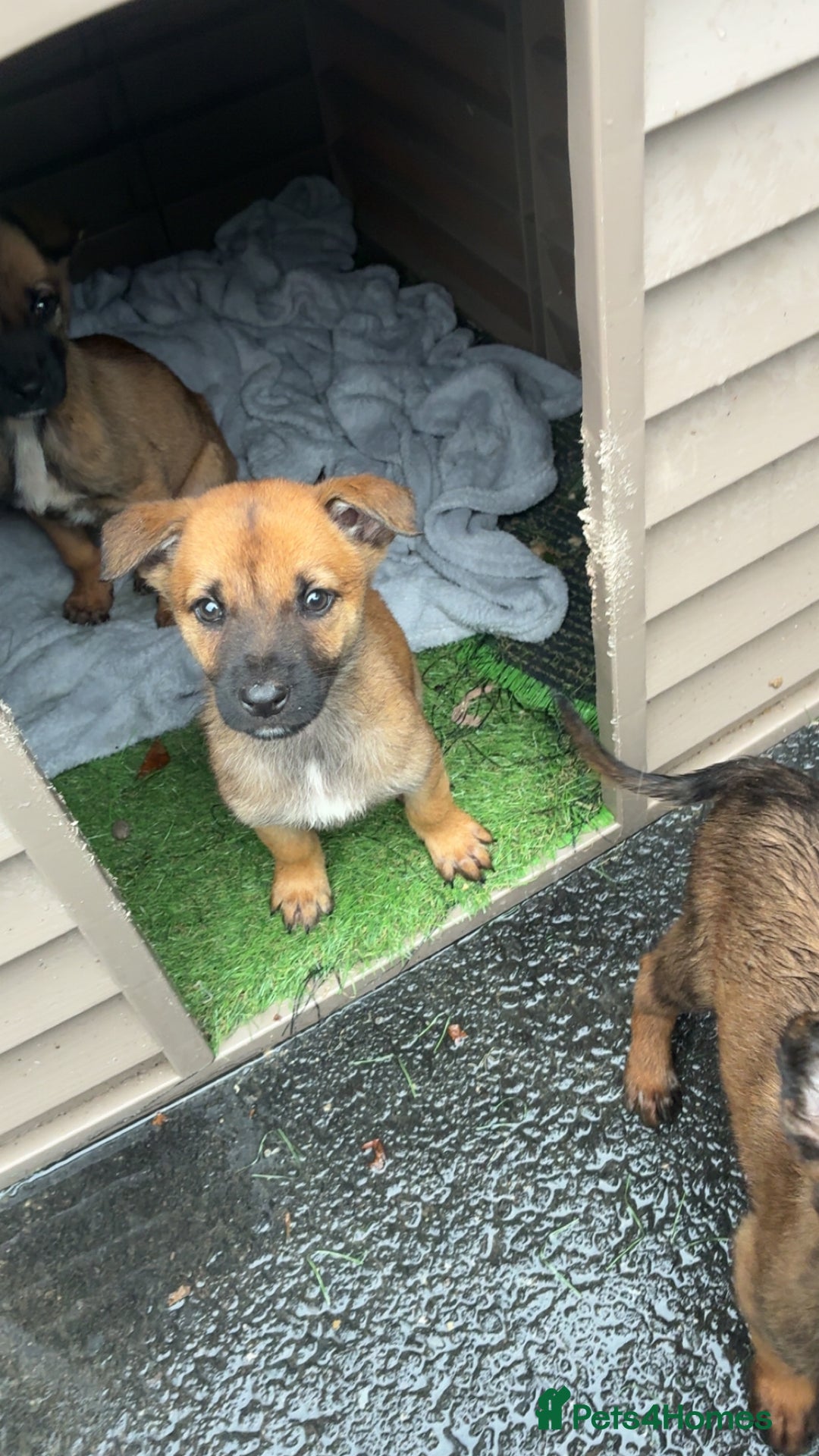 German Shepherd dogs for sale: Belgian Malinois  - Image 9