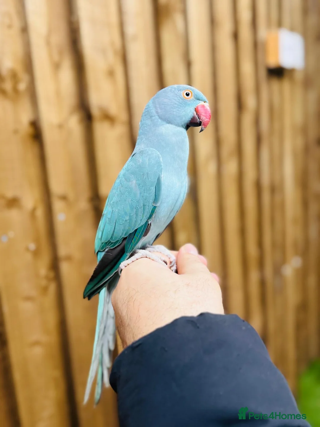 Ringnecks birds for sale: Baby blue ring neck  - Advert 9
