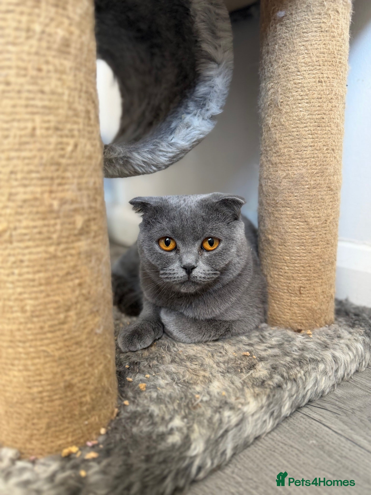 Scottish Fold cats Rehoming 2 X BSH and Scottish fold Female  - Advert 18