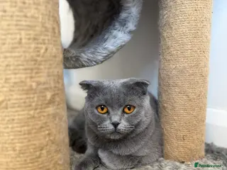 Scottish Fold cats Rehoming 2 X BSH and Scottish fold Female - Advert 18
