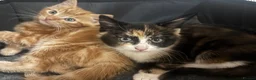 Domestic Shorthair cats for sale:  Meet Our 3 Adorable Ginger Boy Kittens 🧡 - Advert 3