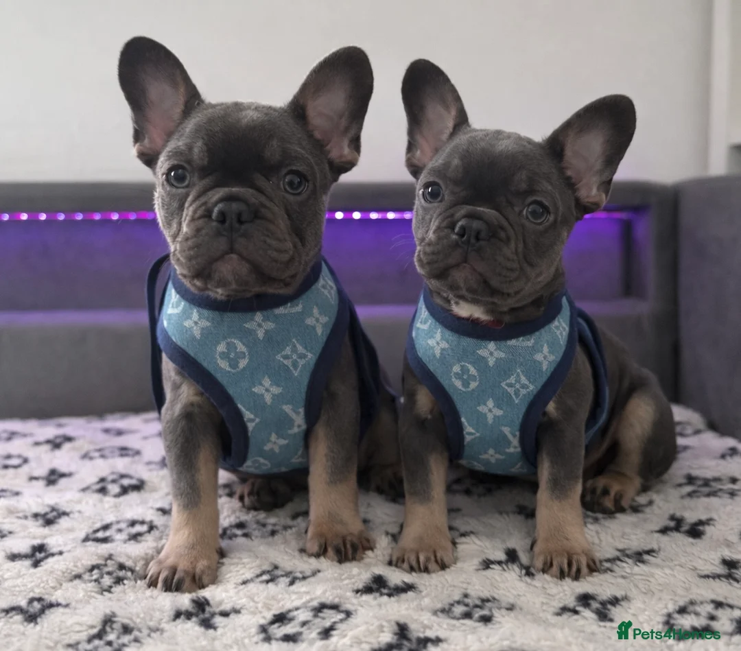 French Bulldog dogs for sale: 5 Beautiful Fluffy Carrier French Bulldog Puppies  - Advert 2
