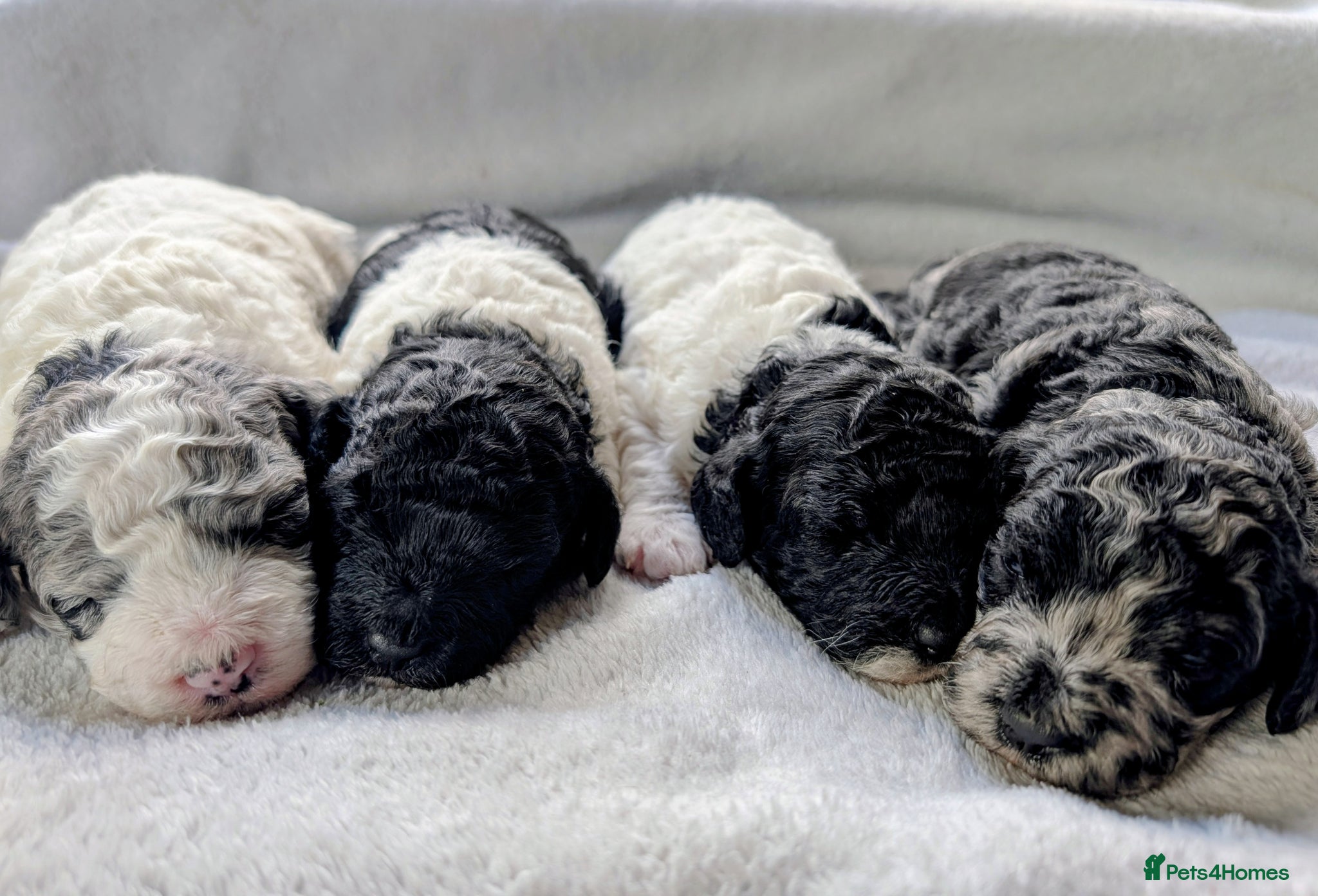 Miniature Poodle dogs Beautiful parti/merle miniature poodles   - Advert 1