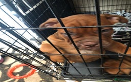 Dorset Olde Tyme Bulldogge dogs for sale: Pups for sale - Image 2