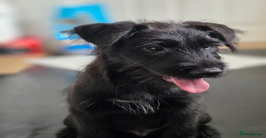 Mixed Breed dogs - Advert 1
