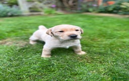 Labrador Retriever dogs for sale: Labrador puppies  - Image 2