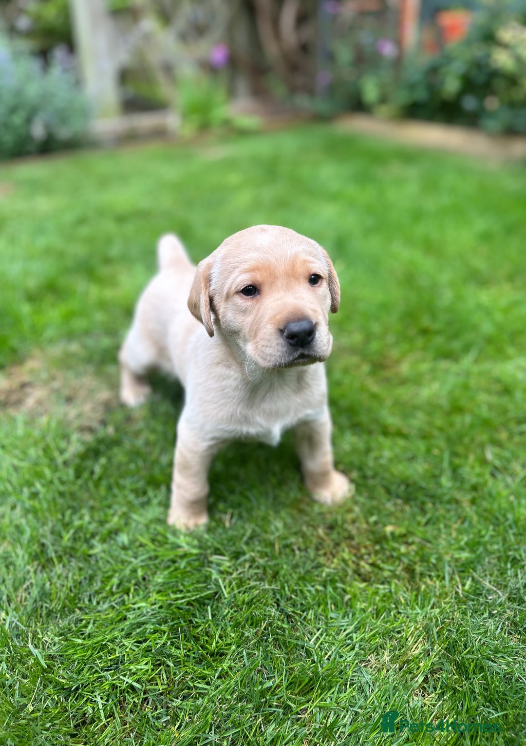 Labrador Retriever dogs for sale: Labrador puppies  - Image 2
