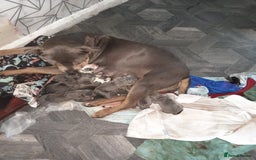 Staffordshire Bull Terrier dogs for sale: Blue tri Staffordshire bull terrier pups for sale  - Image 7