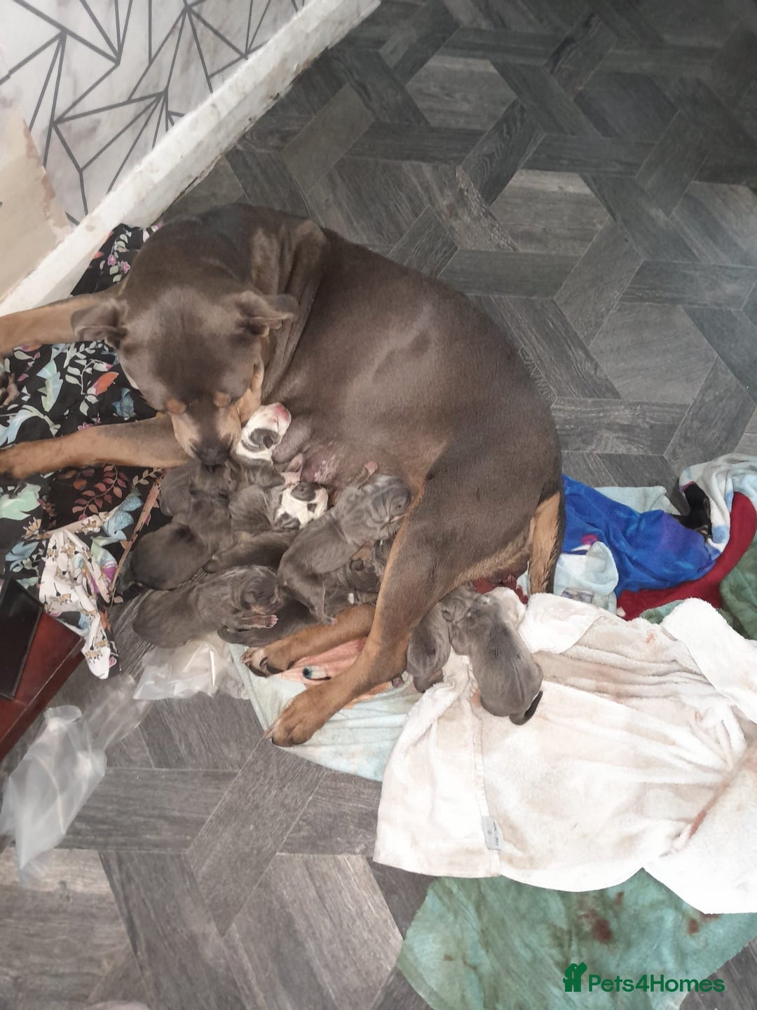 Staffordshire Bull Terrier dogs for sale: Blue tri Staffordshire bull terrier pups for sale  - Image 7