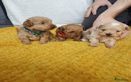 Maltipoo dogs for sale: F1B Toy Maltipoo  - Image 5