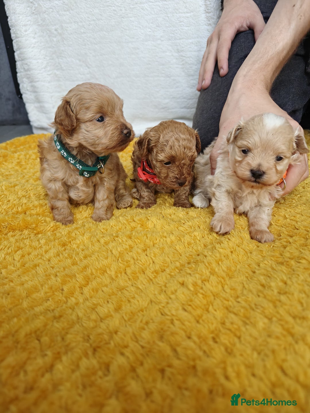 Maltipoo dogs for sale: F1B Toy Maltipoo  - Image 5