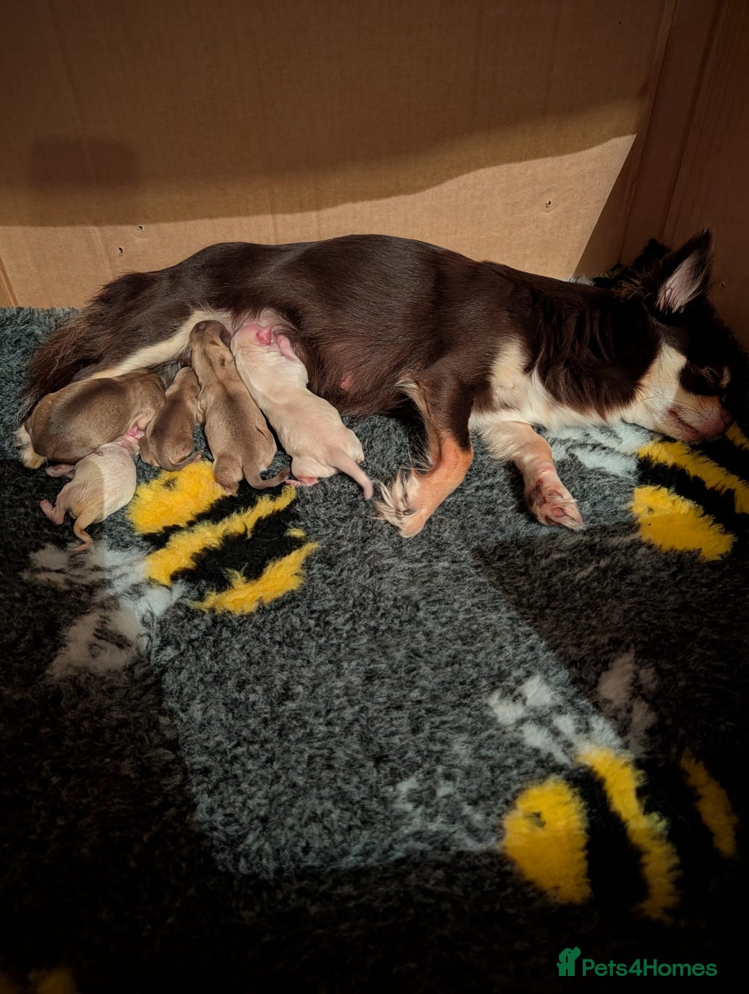 Chihuahua dogs for sale: Gorgeous Chihuahuas looking for their forever home - Advert 18