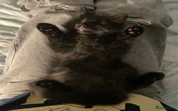Mixed Breed cats for sale: 2 Black Fluffy Kittens (15wk old brothers) - Image 12