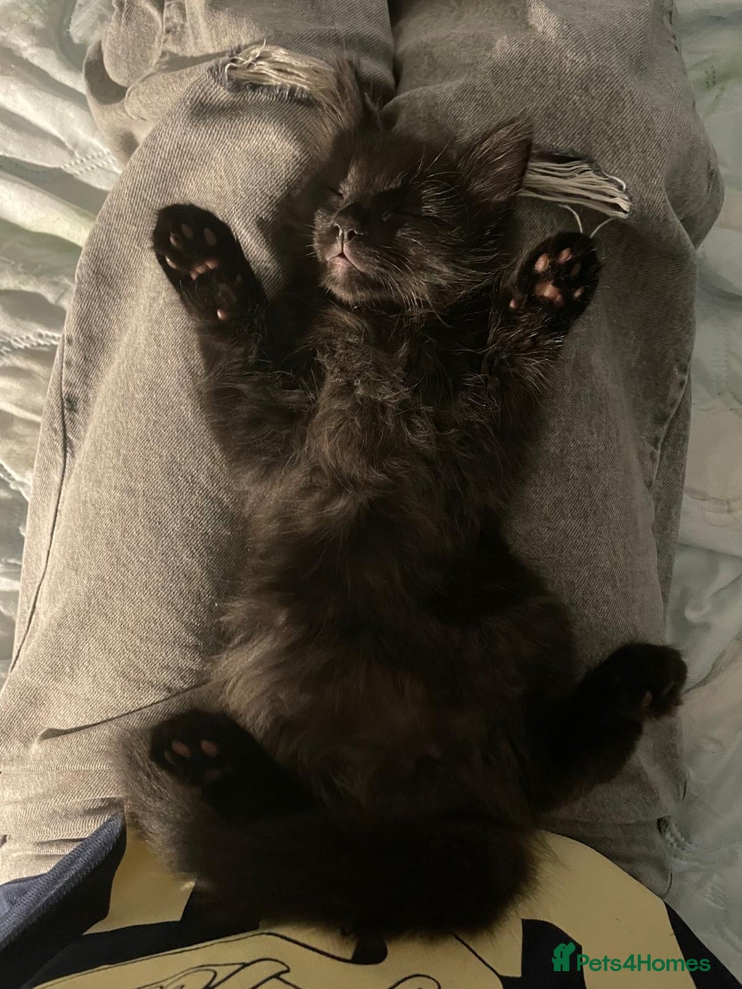 Mixed Breed cats for sale: 2 Black Fluffy Kittens (15wk old brothers) - Image 12