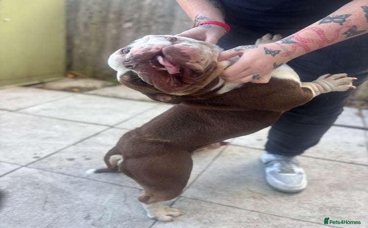 American Bully dogs - Advert 1