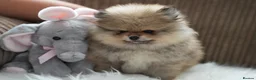 Pomeranian dogs for sale: Four small cute pups  - Advert 6