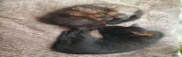 Mixed Breed cats for sale: Ms Svetlana - Advert 5