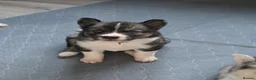 Siberian Husky dogs for sale: Yakutian Laika puppies  - Advert 23
