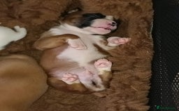 Boxer dogs for sale: Beautiful litter of six - Advert 12