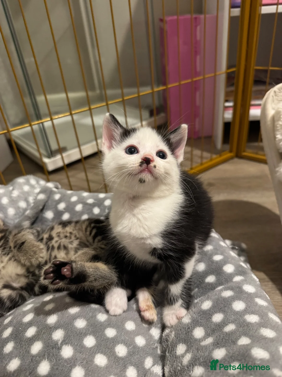 Mixed Breed cats for sale: Male kitten - Advert 2