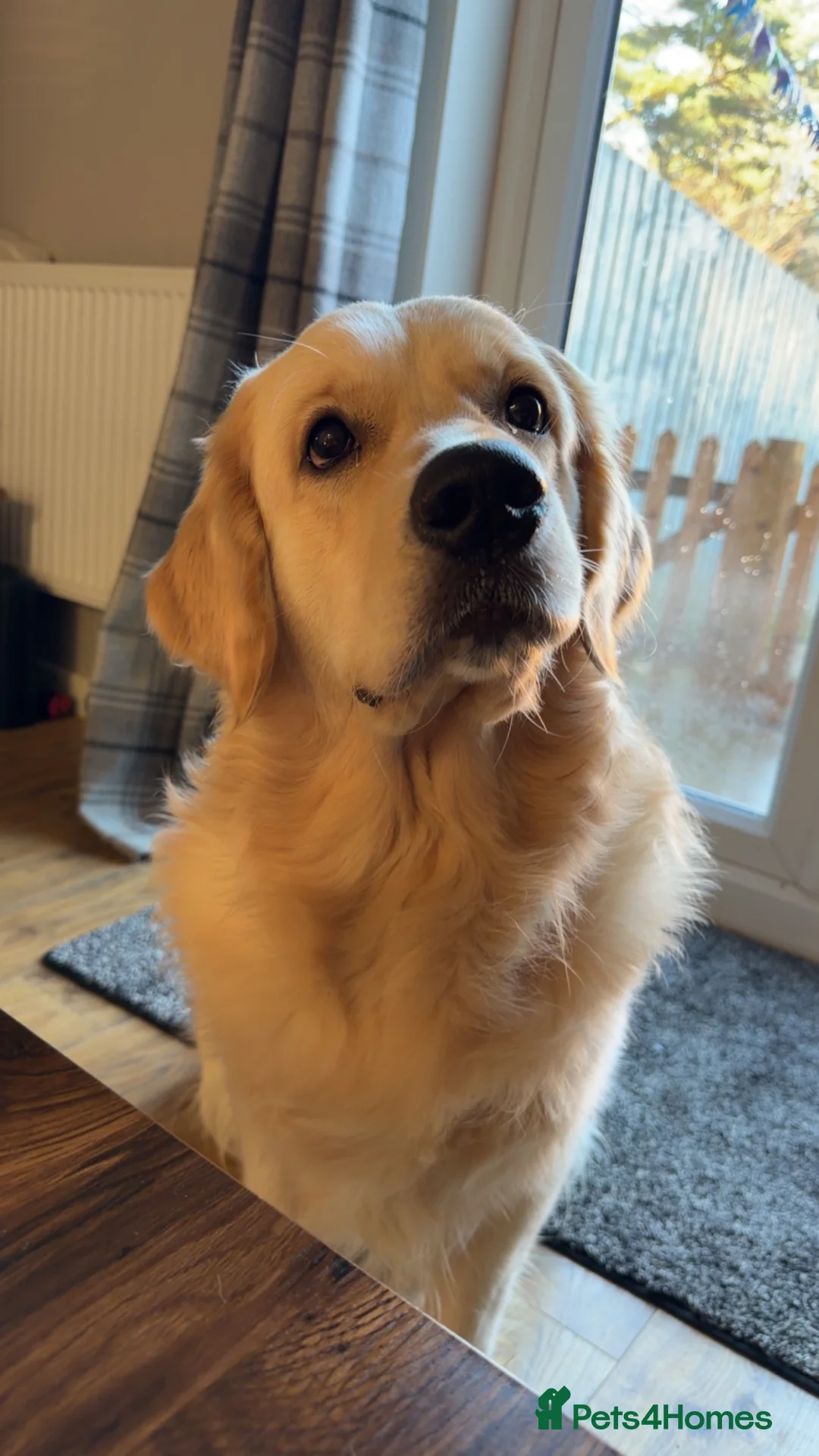 Golden Retriever dogs for sale: Male golden retriever - Advert 2