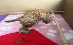 Cockapoo dogs for sale: Beautiful cockapoo puppies  - Image 7